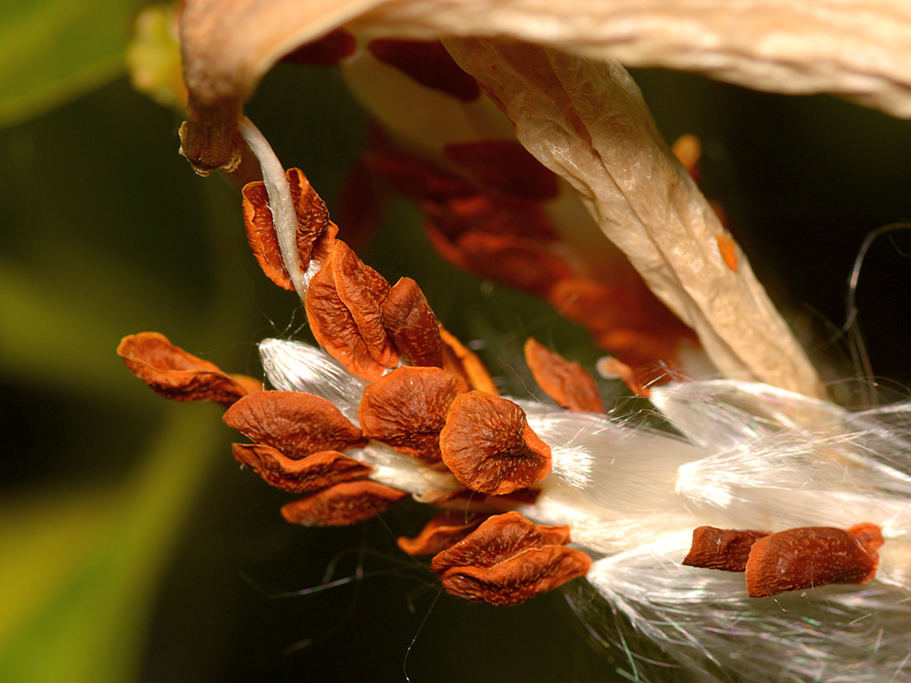 Milkweed.jpg