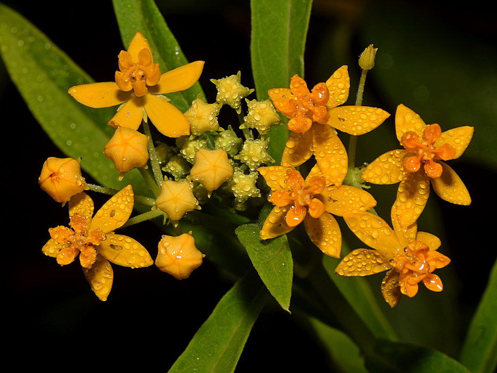 Milkweed.jpg