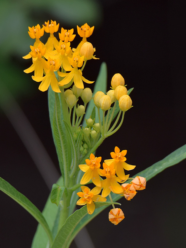 Milkweed.jpg