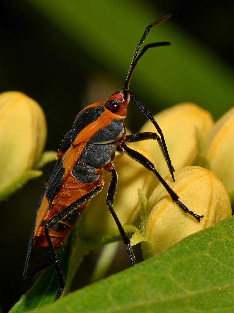 Milkweed.jpg