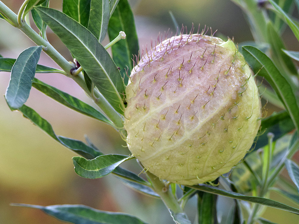 Milkweed.jpg