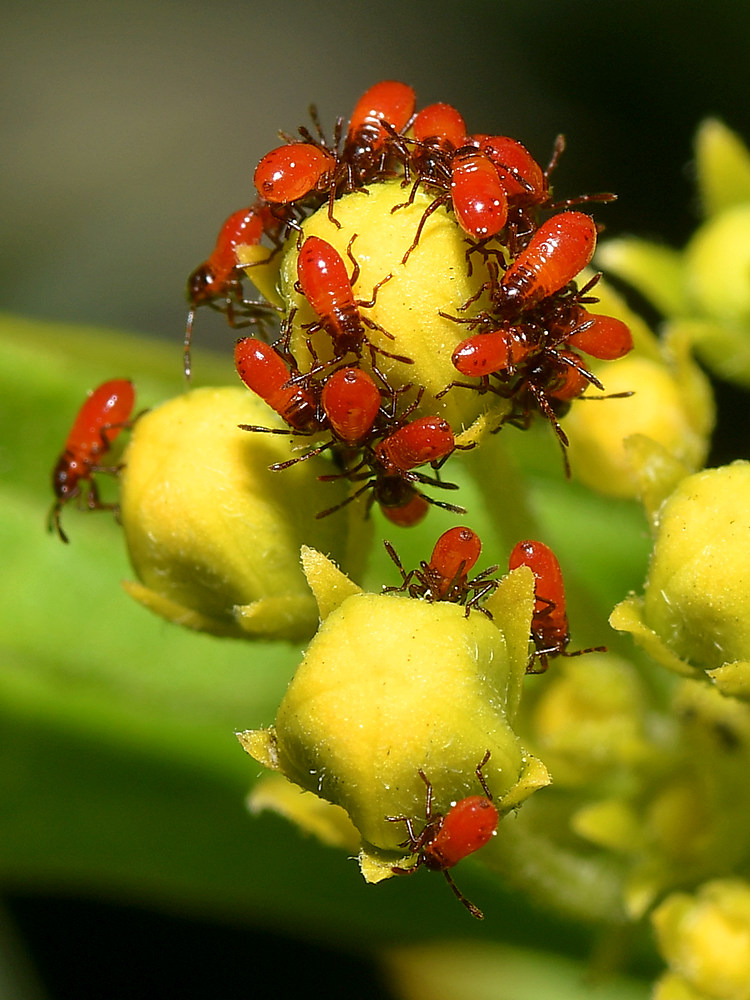 Milkweed.jpg