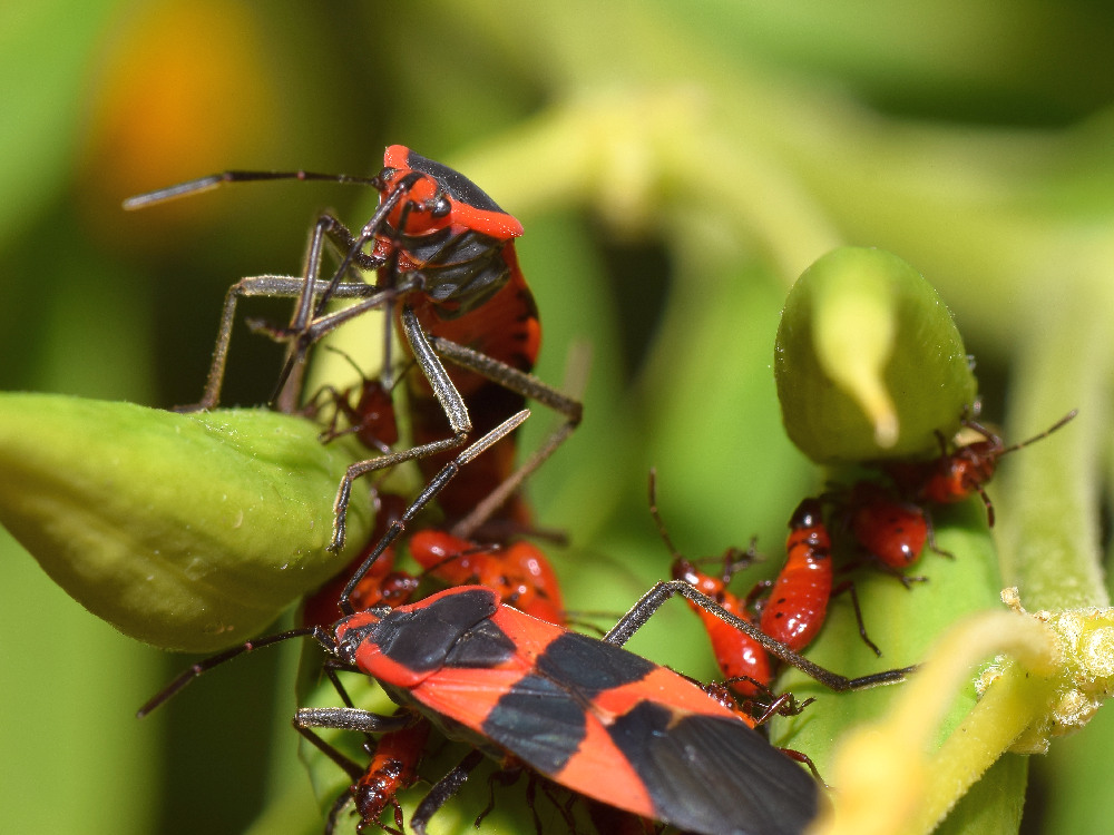 Milkweed.jpg