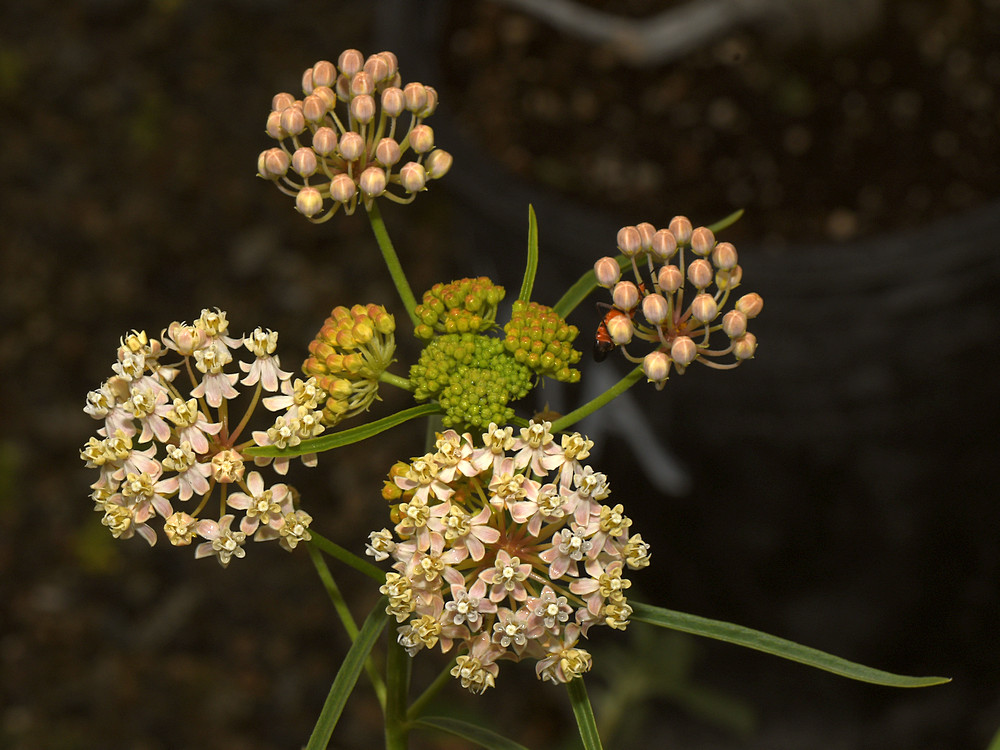 Milkweed.jpg