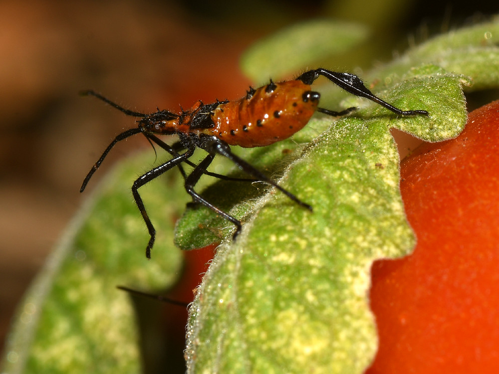 Milkweed.jpg