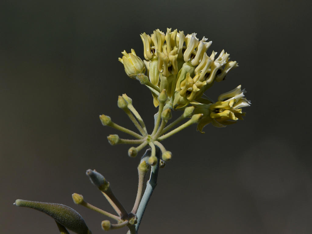 Milkweed.jpg