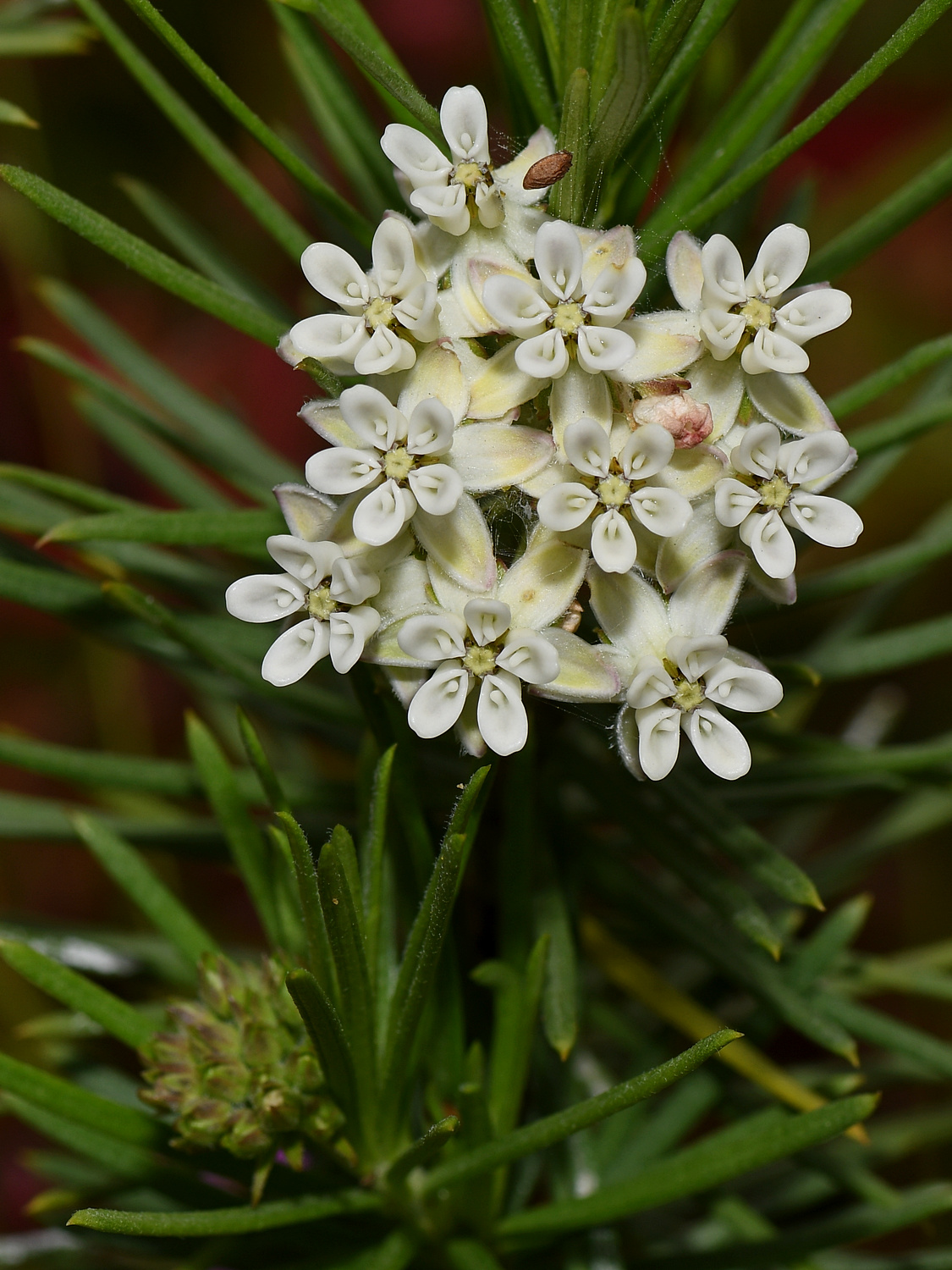 Milkweed.jpg