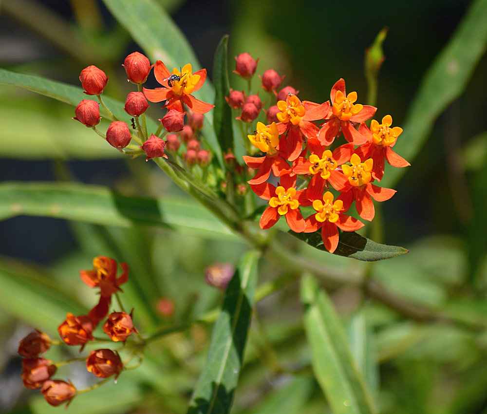 Milkweed.jpg