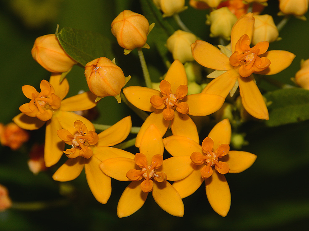 Milkweed.jpg