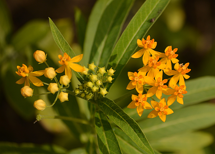 Milkweed12Jan2014.jpg