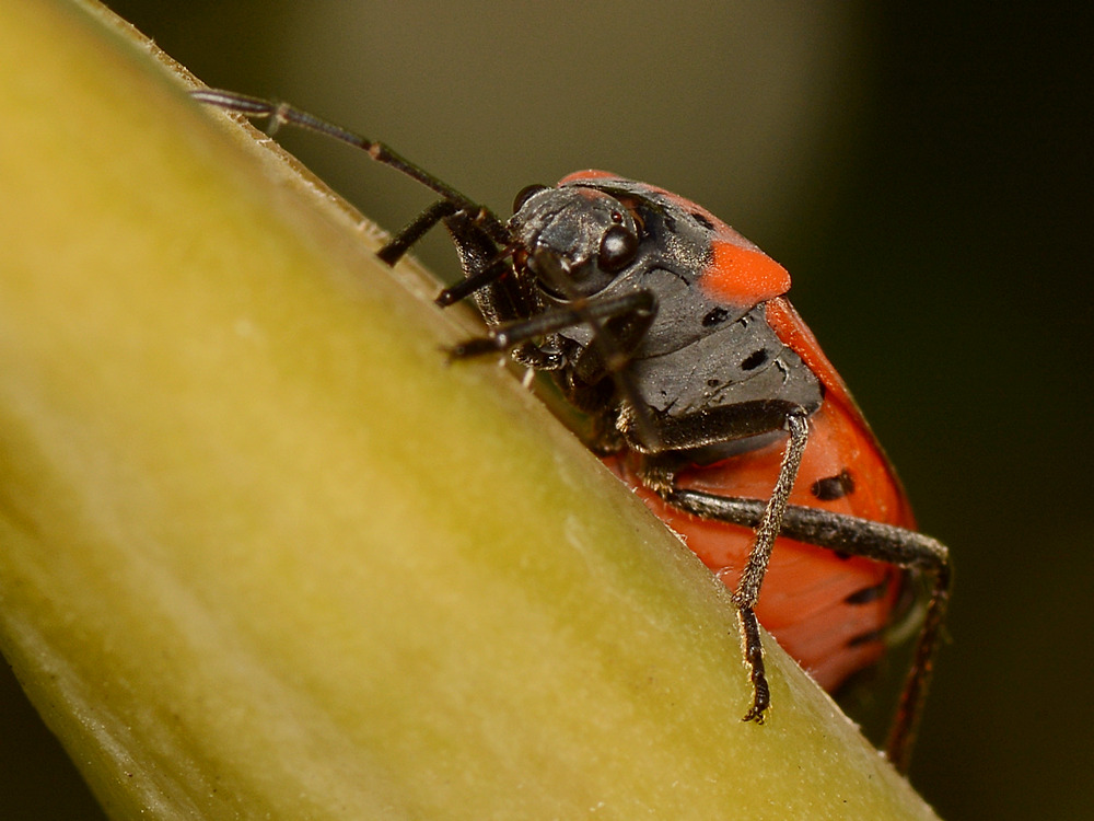 Milkweed2.jpg