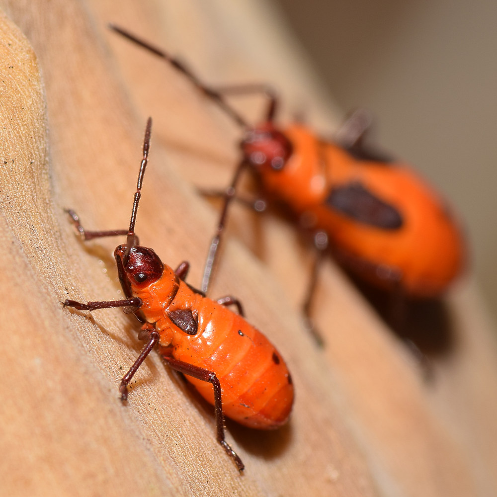 Milkweed2.jpg