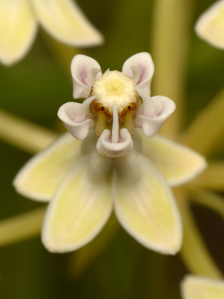 Milkweed3.jpg