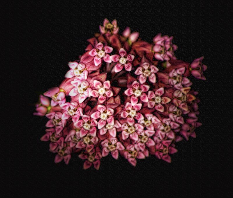 milkweed800.jpg