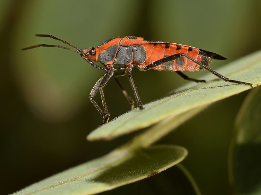MilkWeedBug.jpg