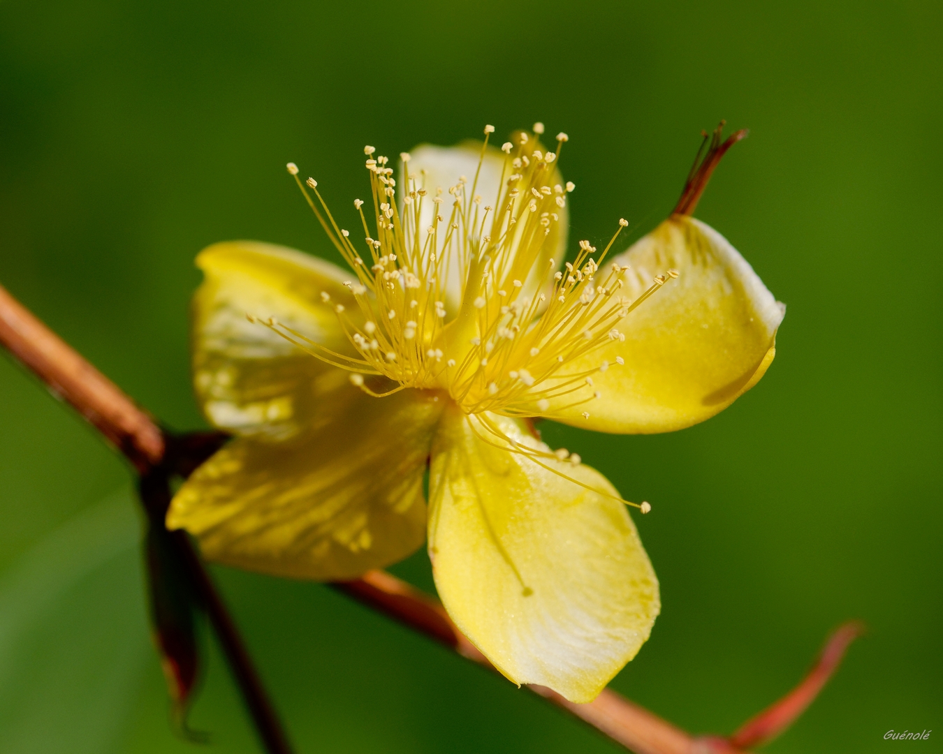 Millepertuis_DxO 1080.jpg