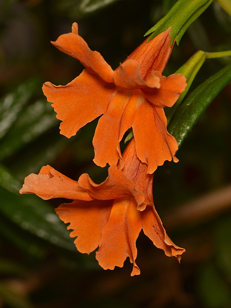 Mimulus.jpg