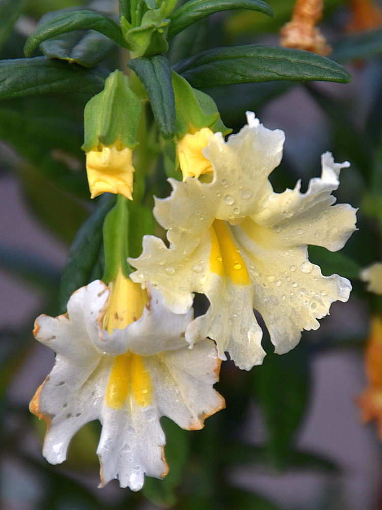Mimulus.jpg