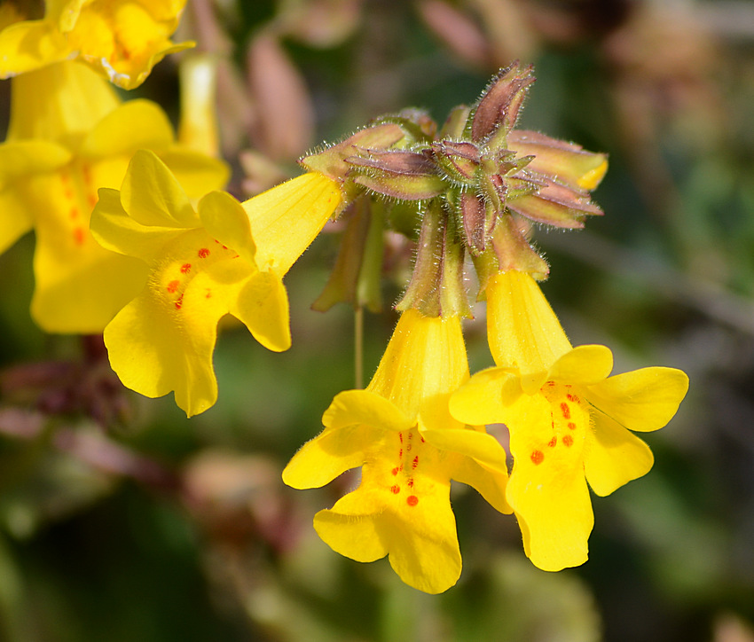 Mimulus.jpg
