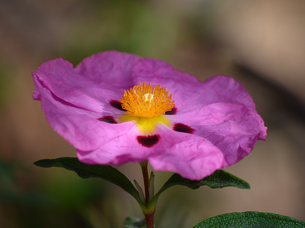 Mimulus.jpg