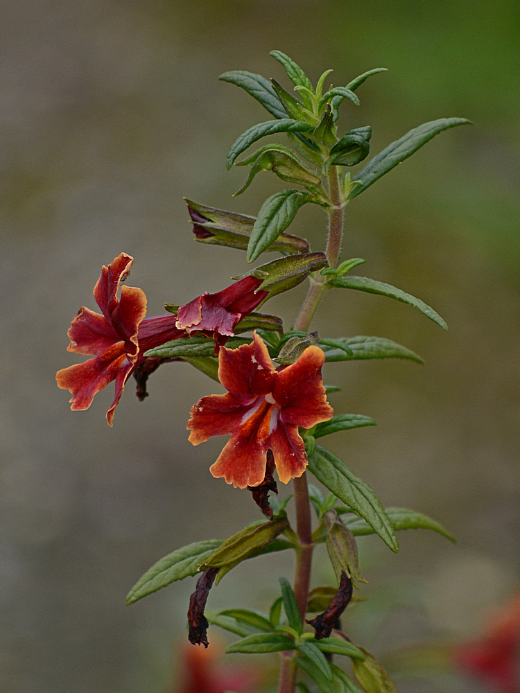 Mimulus.jpg