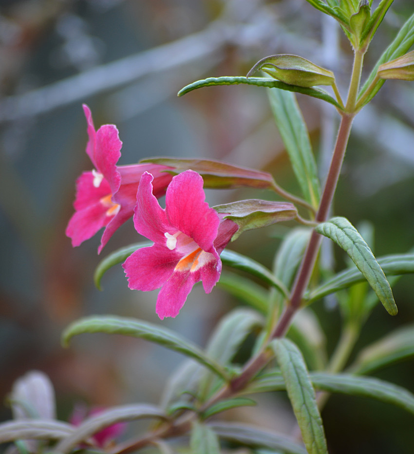 Mimulus13Jan2014.jpg