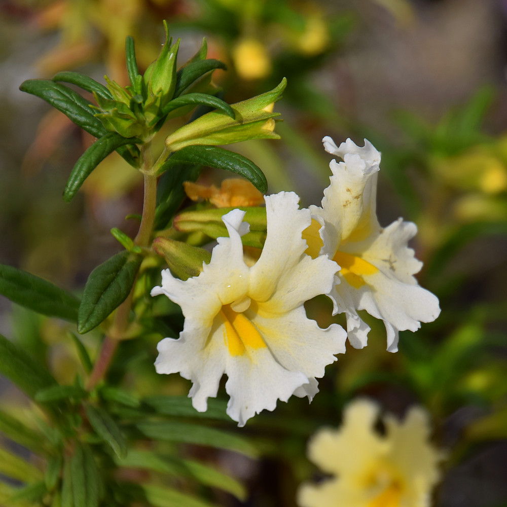 Mimulus2.jpg