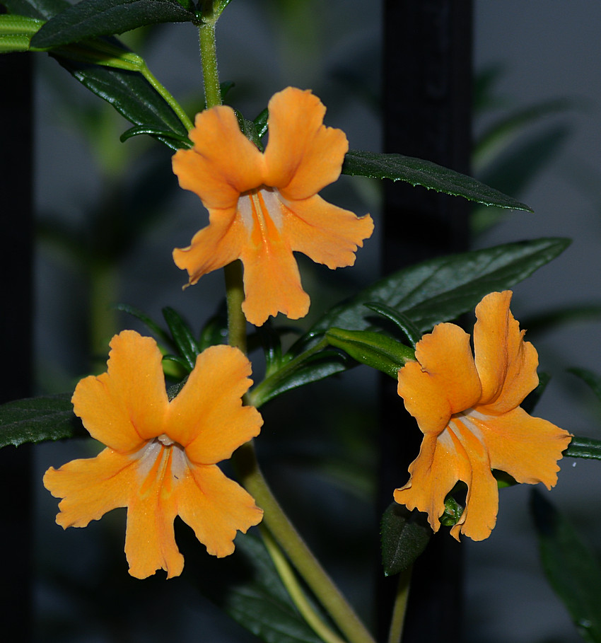 Mimulus_2.jpg