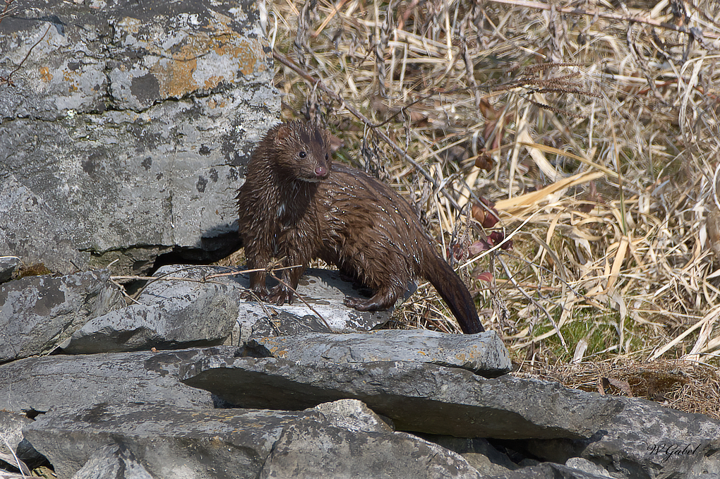 Mink sm.jpg