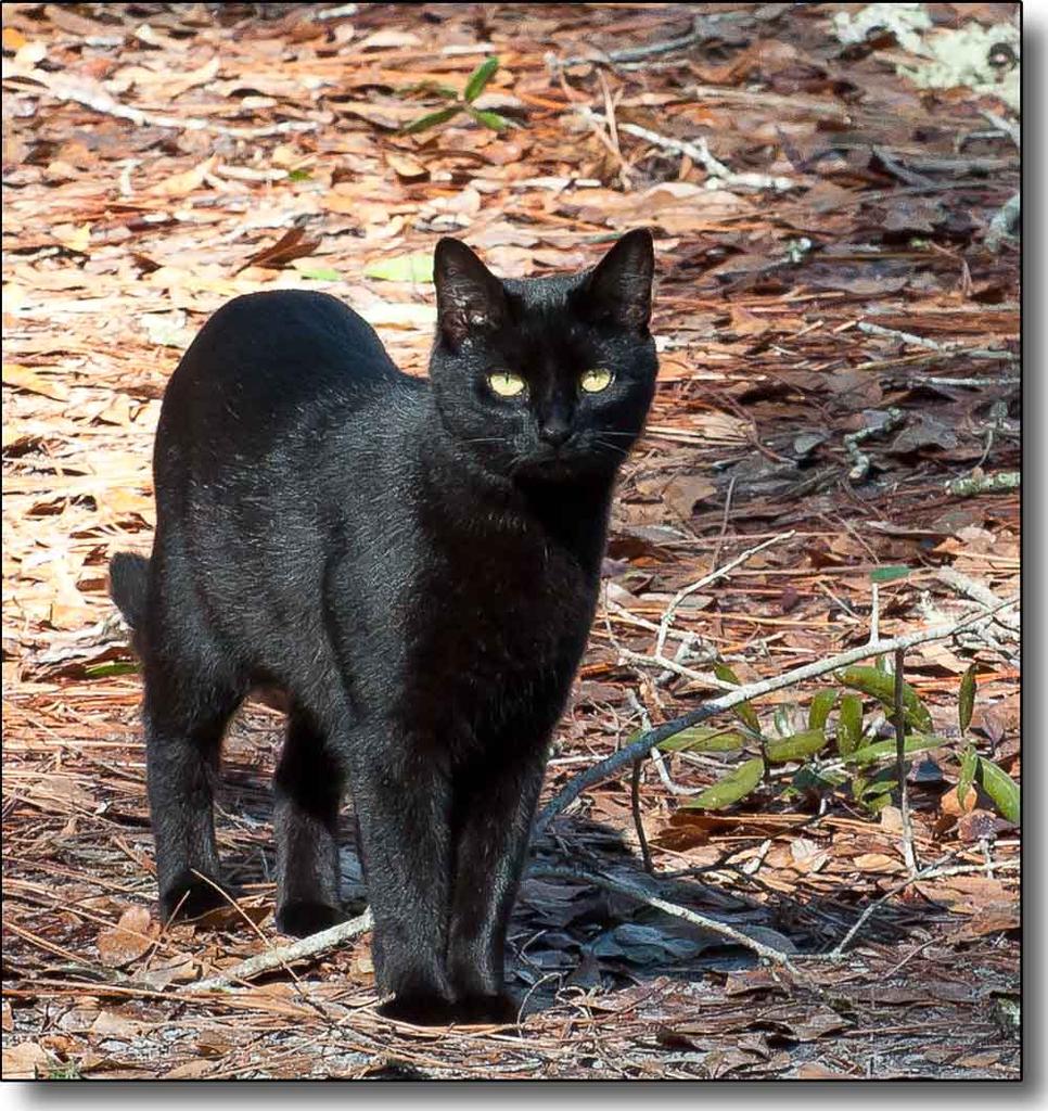 Miss Kitty.jpg