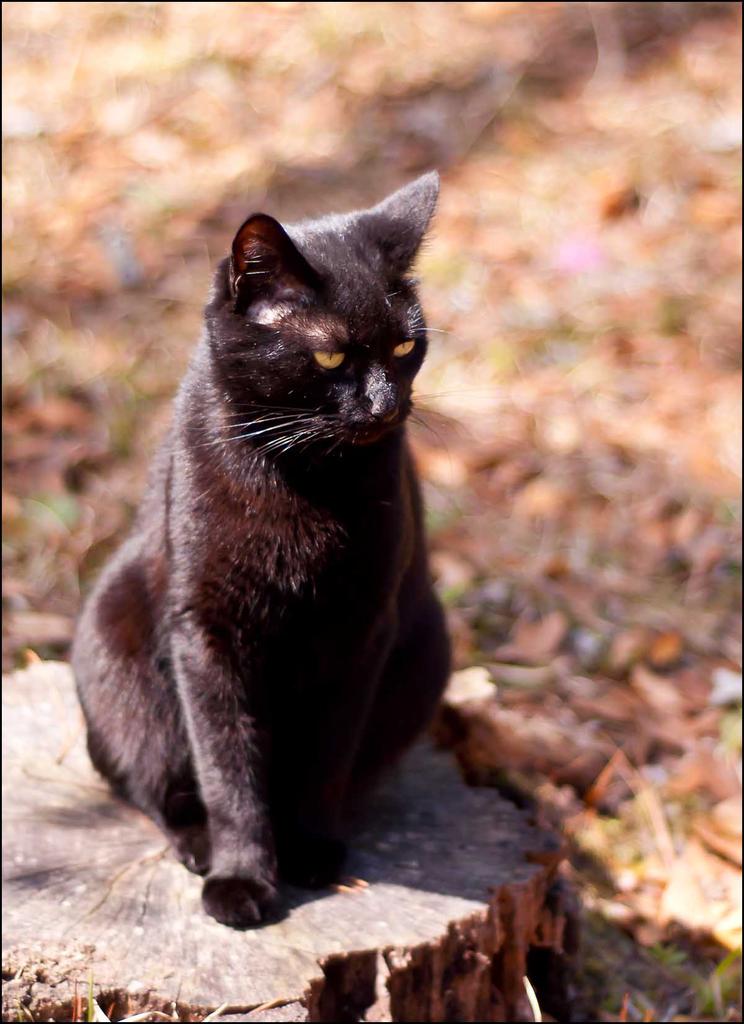 Miss Kitty.jpg