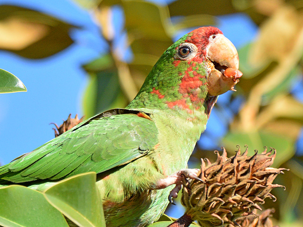 MitredParrot.jpg