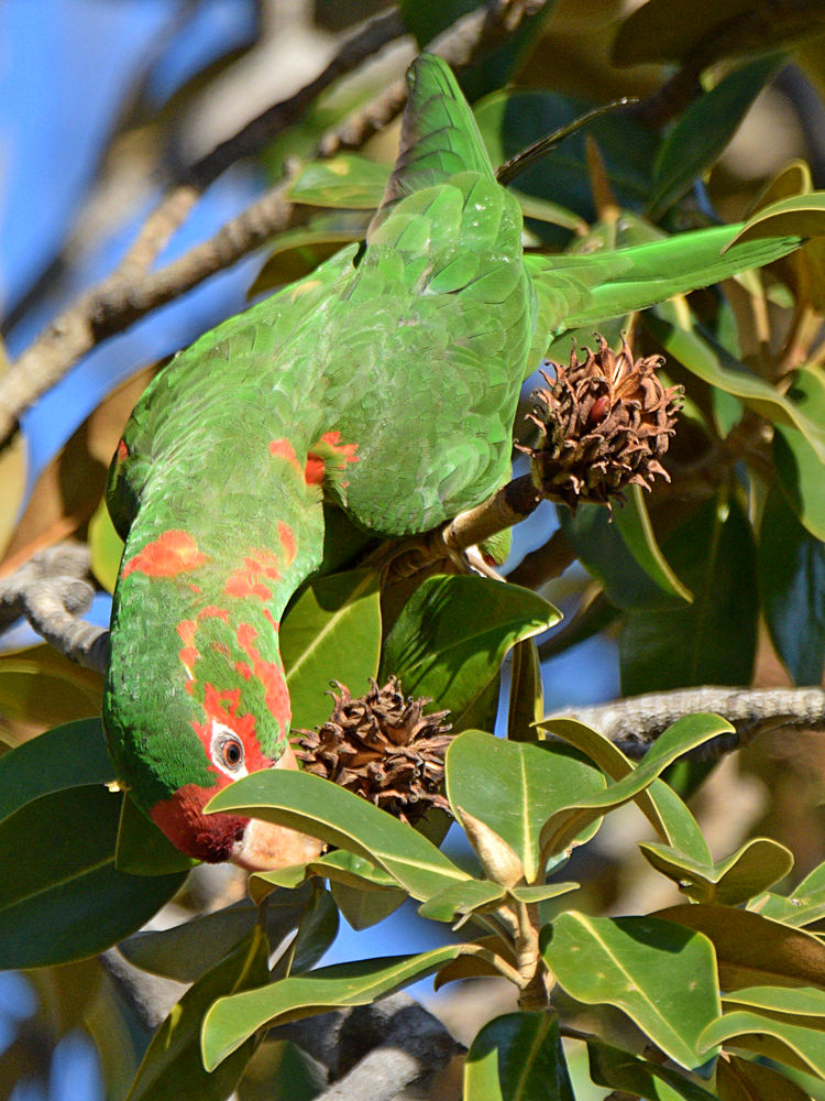MitredParrot10.jpg