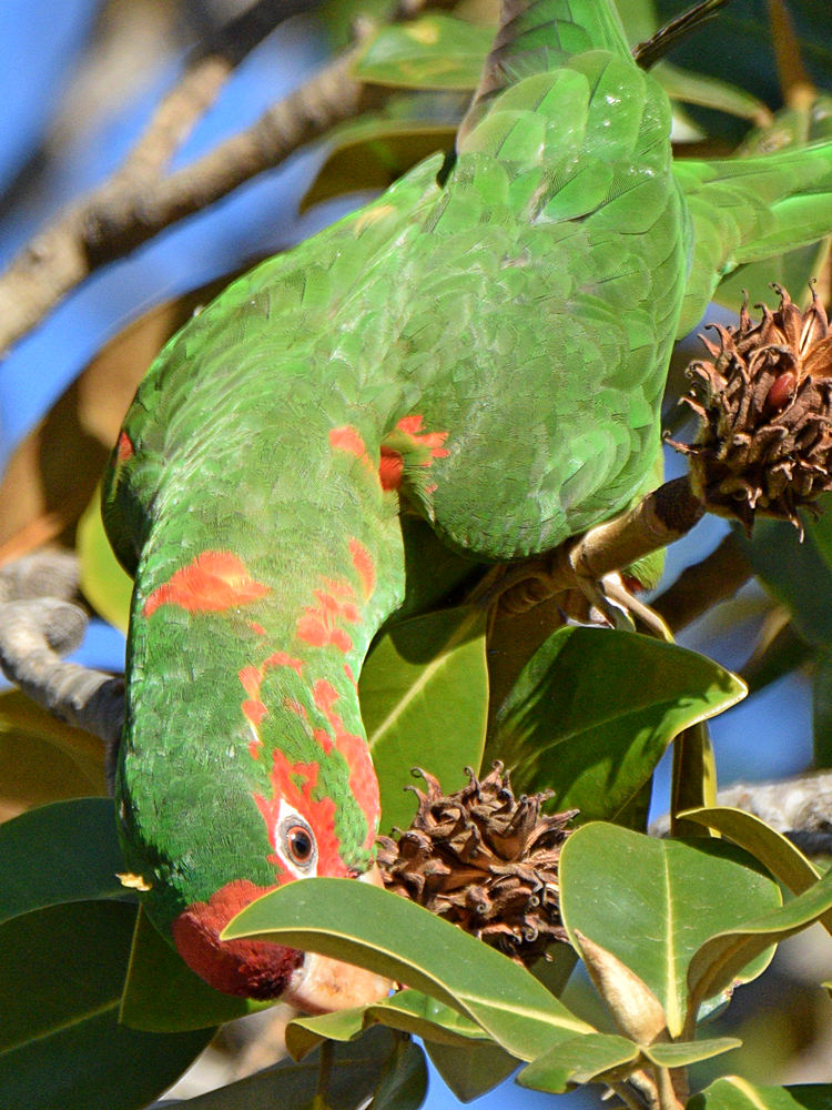 MitredParrot11.jpg