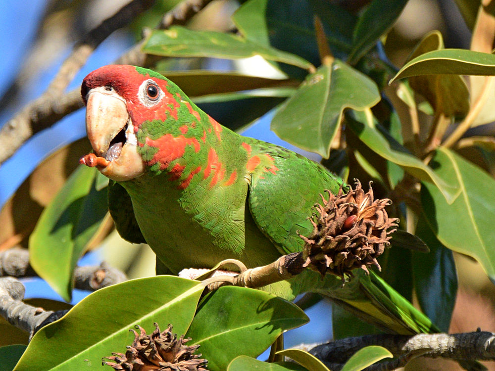 MitredParrot12.jpg