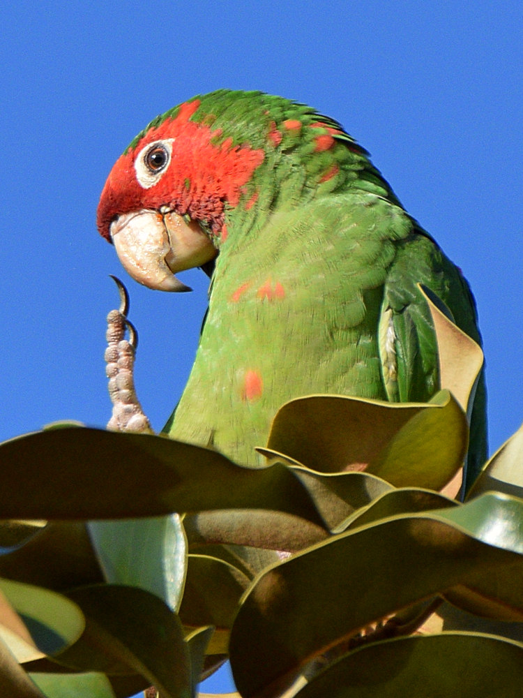 MitredParrot15.jpg