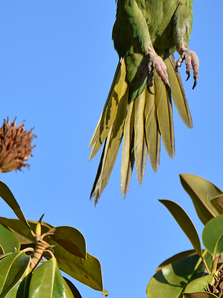 MitredParrot18.jpg