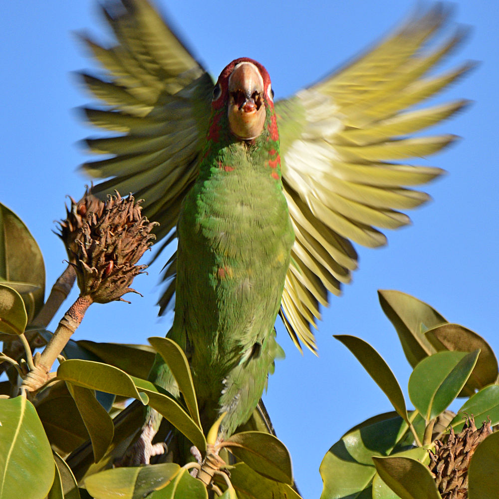 MitredParrot19.jpg