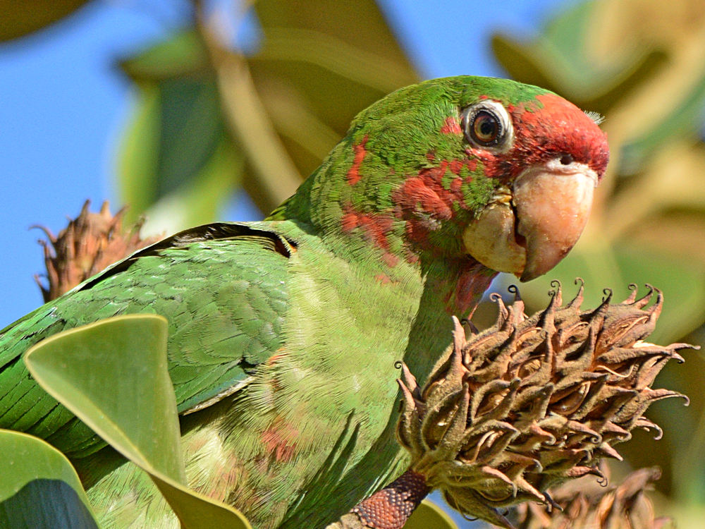 MitredParrot2.jpg