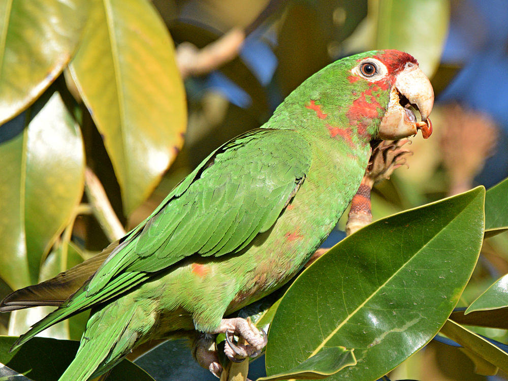 MitredParrot3.jpg