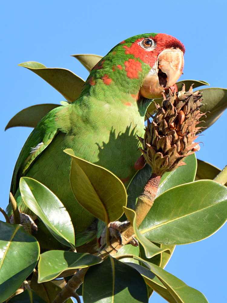 MitredParrot7.jpg
