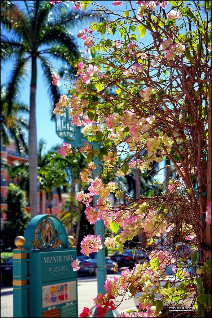 Mizner Mall   10.jpg