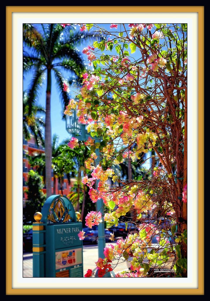 Mizner Mall   January Favorite.jpg