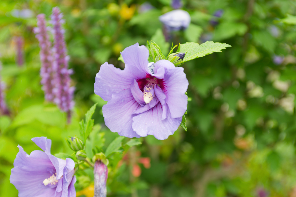 MLP_9057_DxO_DxO.jpg