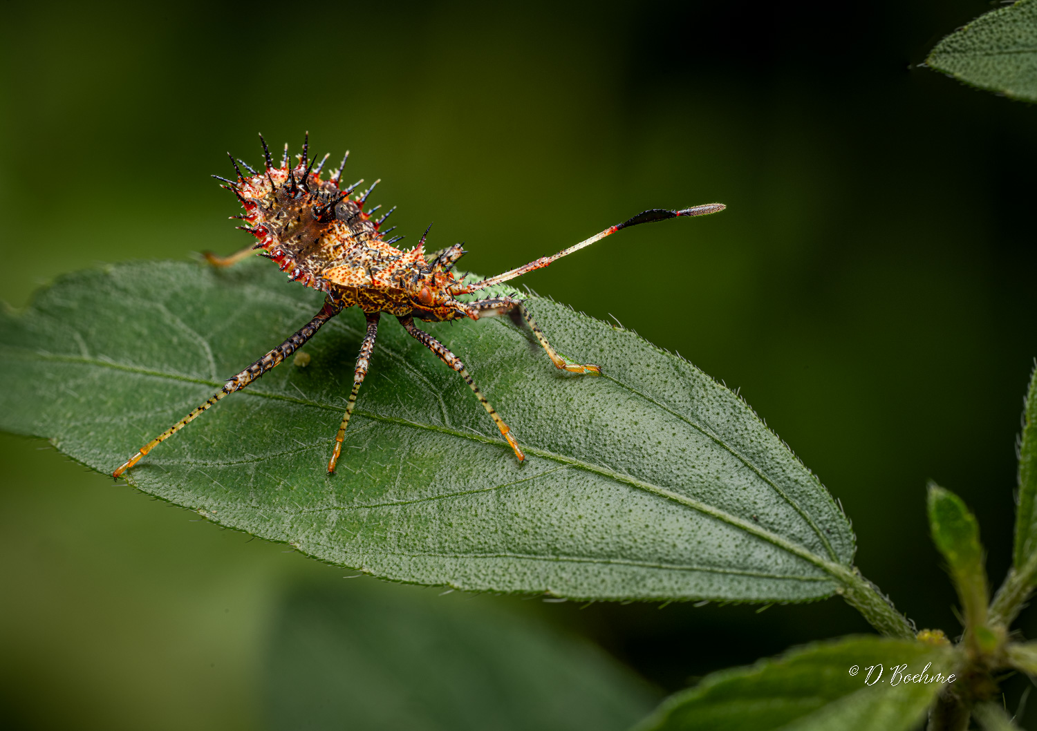 mnstrbug2-topaz-sharpen.jpg