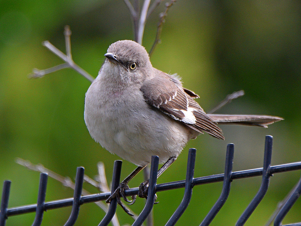 Mockinbird3.jpg