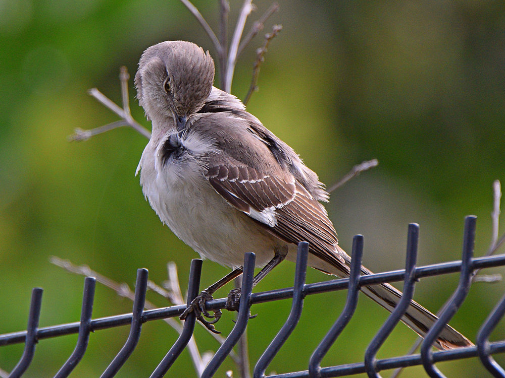 Mockinbird6.jpg