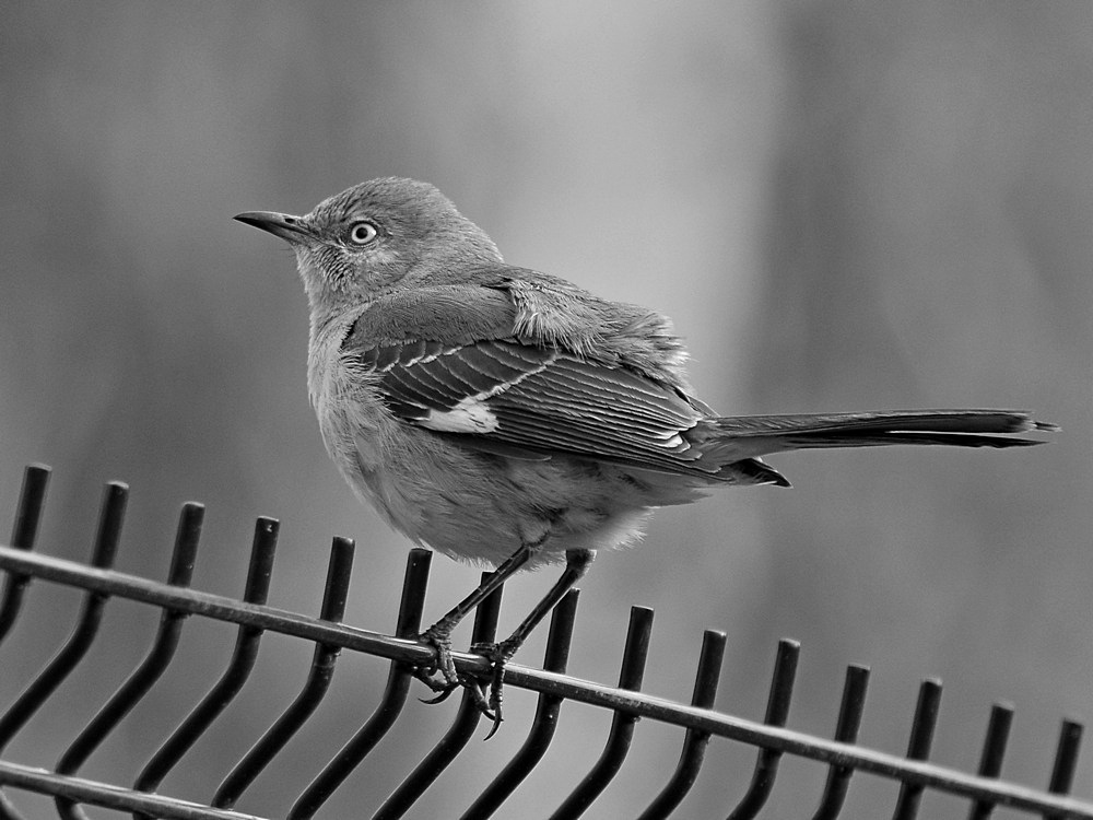 MockinbirdBW.jpg