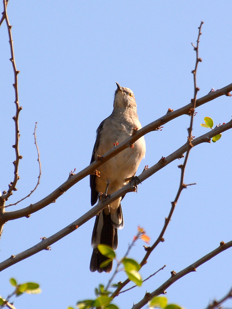 Mockingbird.jpg