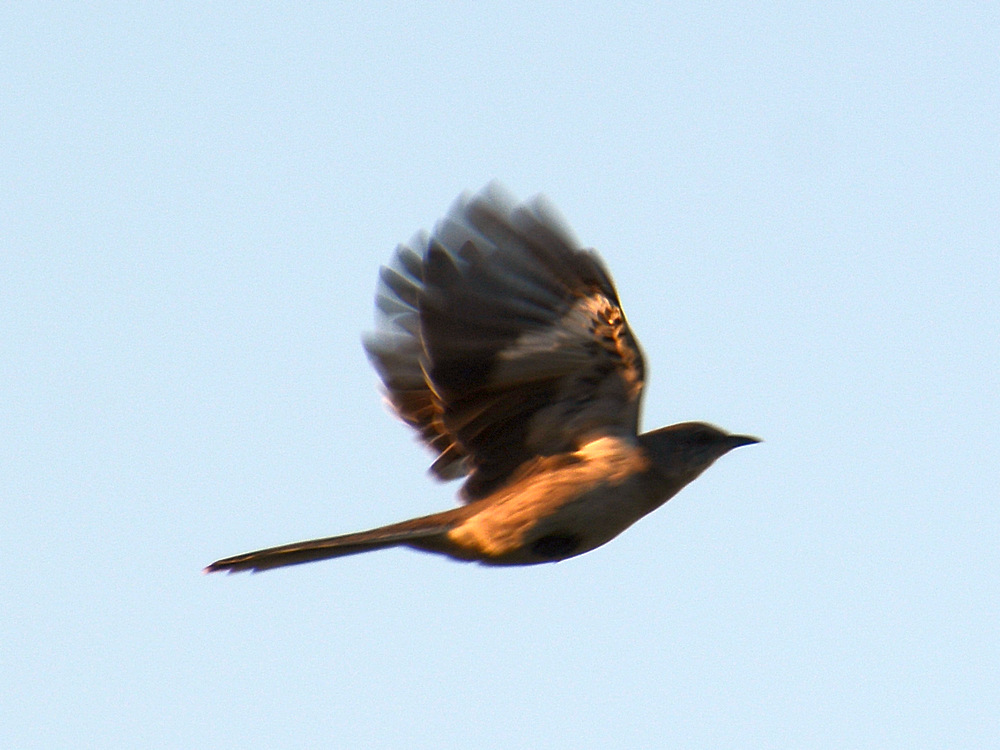 Mockingbird.jpg